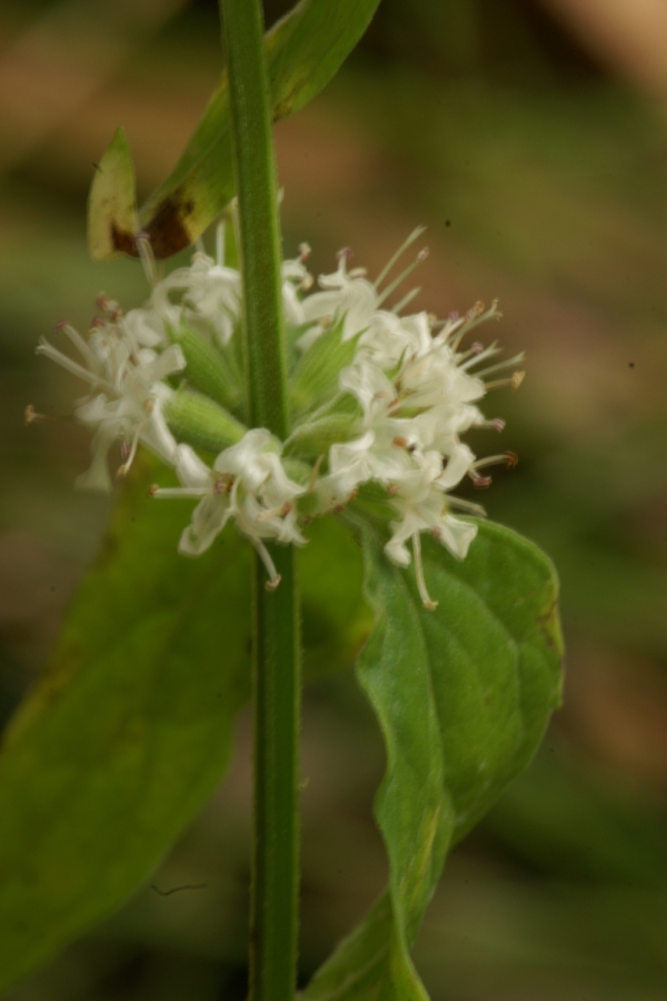 Mentha australia